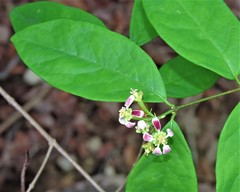 Heteropterys