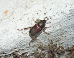 Coleoptera