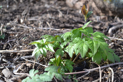 Osmorhiza depauperata
