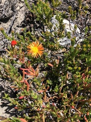 Lampranthus fergusoniae