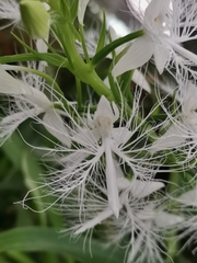 Habenaria trichosantha