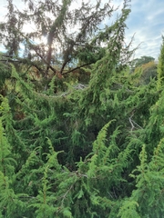 Juniperus communis