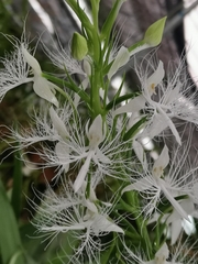 Habenaria trichosantha