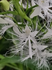 Habenaria trichosantha