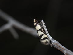 Philobota impletella