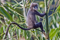 Trachypithecus phayrei
