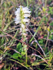Spiranthes odorata