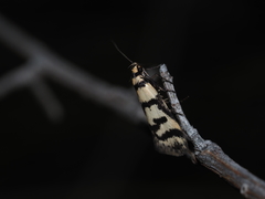 Philobota impletella