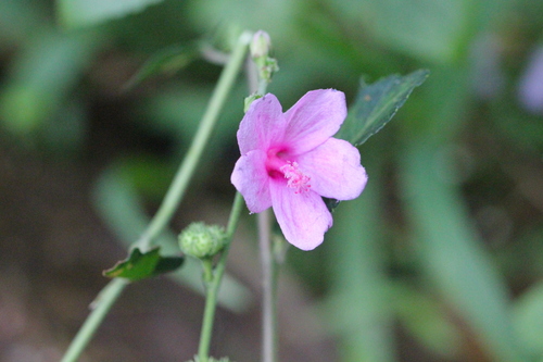 Image of Urena procumbens by no rights reserved