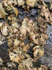 Umbilicaria crustulosa