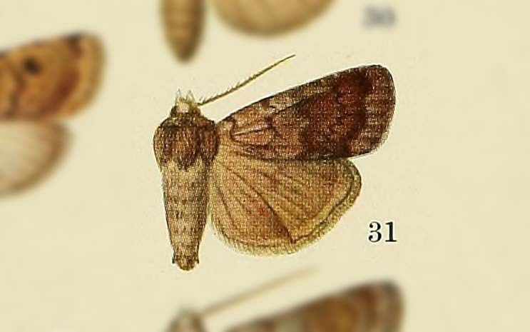 Lycophotia cissigma
