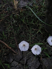 Ipomoea