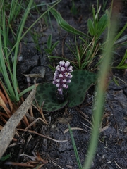 Drimiopsis burkei