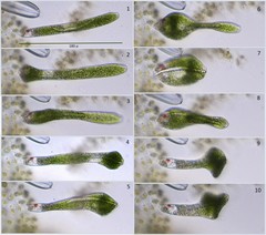 Euglena ehrenbergii
