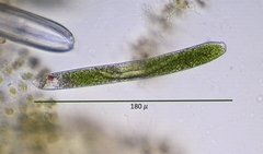 Euglena ehrenbergii