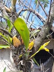 Maxillaria cucullata