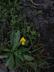 Fabaceae