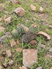Coryphantha octacantha