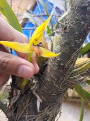 Maxillaria cucullata