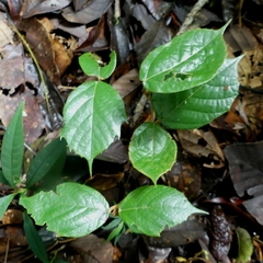 Theobroma subincanum