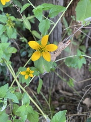 Sclerocarpus uniserialis