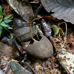 Theobroma subincanum