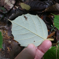 Theobroma subincanum