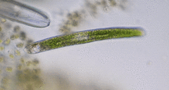 Euglena ehrenbergii