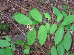 Heteropterys