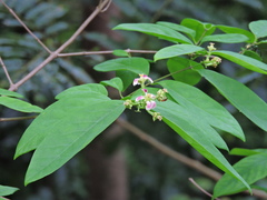 Heteropterys
