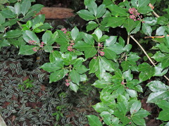 Metrodorea nigra