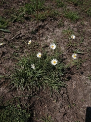 Asteraceae