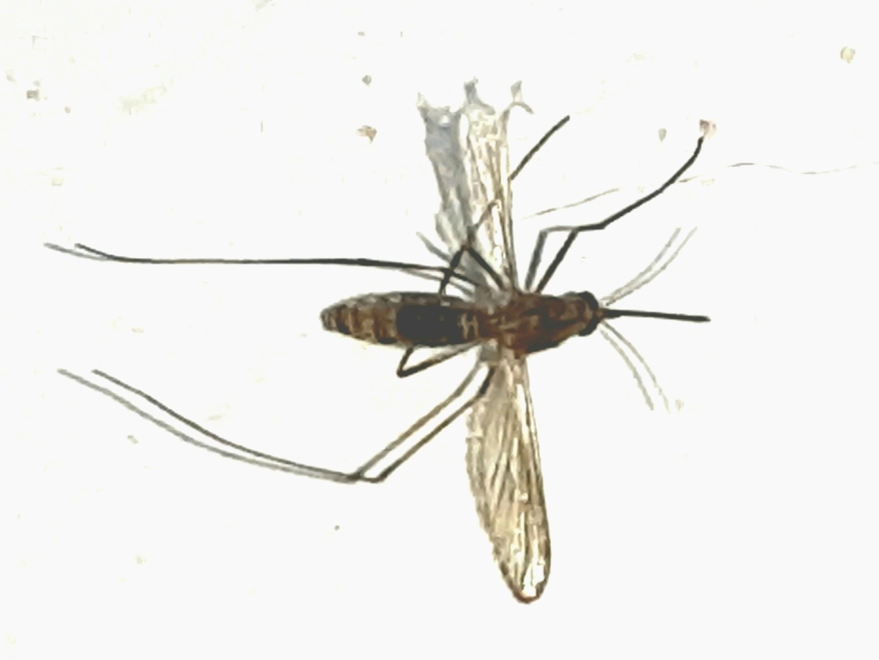 Culicidae image