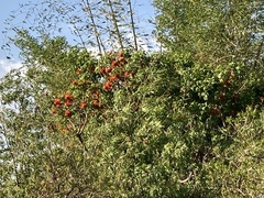 Erythrina lysistemon