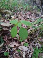 Impatiens parviflora
