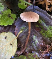 Naucoria escharioides