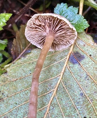 Naucoria escharioides