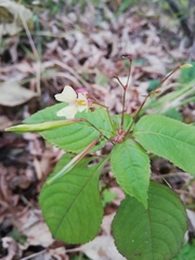 Impatiens parviflora