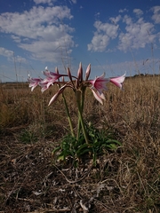 Crinum bulbispermum