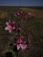 Crinum bulbispermum