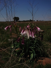 Crinum bulbispermum