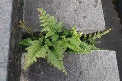 Asplenium adiantum-nigrum