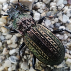 Carabus rugosus celtibericus