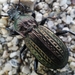 Carabus rugosus celtibericus - Photo (c) Guilherme Ramos, some rights reserved (CC BY-NC)