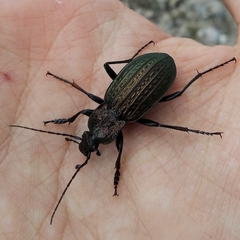 Carabus rugosus celtibericus