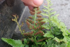 Asplenium adiantum-nigrum