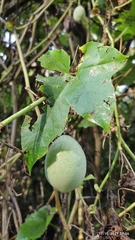 Passiflora adenopoda