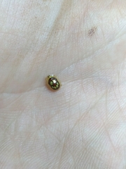 Charidotis gemellata