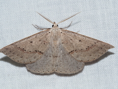 Nearcha dasyzona
