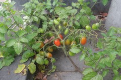 Solanum lycopersicum